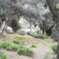 The forest behind Agia Maria. Photo from last week.
