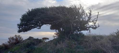 armenopetra tree
